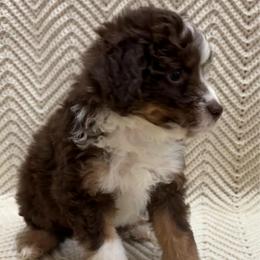 Rafiki - Red tri-color male Aussiedoodle puppy in Rainbow City, Alabama from Creek Bend Farm