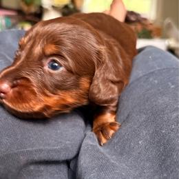 White Girl - Chocolate and tan female Dachshund puppy in Massies Mill, Virginia from Pigeon Hill Dachshunds