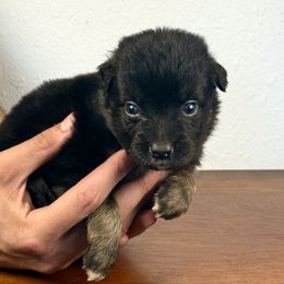 Boy 5 - Black tri male Miniature American Shepherd puppy in Eugene, Oregon from AKC Emerald Valley Minis
