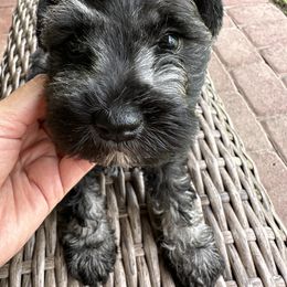 Miniature Schnauzer Puppies from Aria's Miniature Schnauzers
