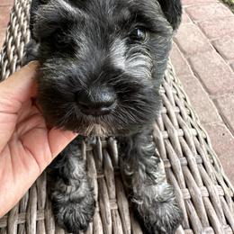 Miniature Schnauzer Puppies from Aria's Miniature Schnauzers