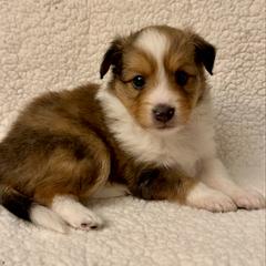 FLASH - male Sporty Mix puppy in Livonia, Michigan from M7’s Shelties, Toonies & AussieDoodles