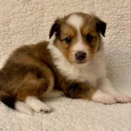FLASH - male Sporty Mix puppy in Livonia, Michigan from M7’s Shelties, Toonies & AussieDoodles