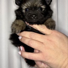 Alana - Wolf sable female Pomeranian puppy in Springfield, Missouri from Hope Mountain Pomeranians