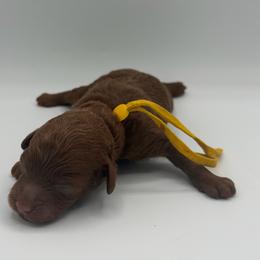 Acorn - Red  male Poodle puppy in Southampton, New Jersey from Lavishly Loved Pets LLC