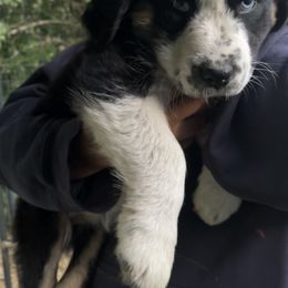 Australian Shepherd Puppies from Heritage Creek Preservation Farm