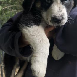 Australian Shepherd Puppies from Heritage Creek Preservation Farm