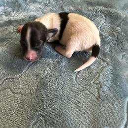 Ash-Girl 1 - Black and cream female Dachshund puppy in Wolf Lake, Indiana from Canisteo Dachshunds