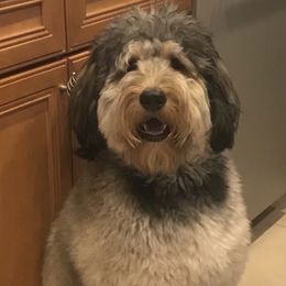 Rowen - Bernedoodle