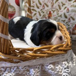 Clara - Tri-color female Cavalier King Charles Spaniel puppy in Melrose, Florida from Magnolia Hill Cavaliers and Doxies