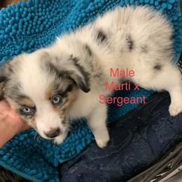 Miniature Australian Shepherd Puppies from Texas Miniature Aussies