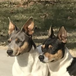Teddy Roosevelt Terriers from Bridges Okie Kennel