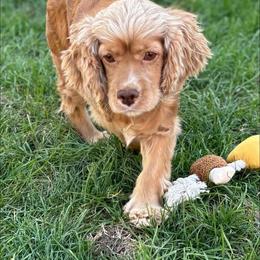 Nala sue - Buff female Cocker Spaniel puppy in Howe, Indiana from A&J Kennel