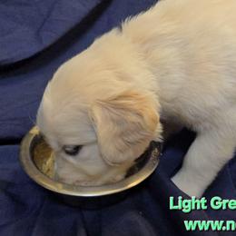 Light Green Girl - Light golden female Golden Retriever puppy in Peoria, Arizona from Nordic Woof's Golden Retrievers