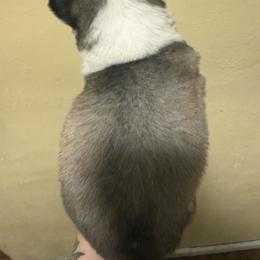 Jack Frost - Agouti and white male Siberian Husky puppy in Winston, Oregon from Frozen Heart Huskies