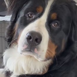 Bernese Mountain Dog Puppies from Lonesome Pine Farm