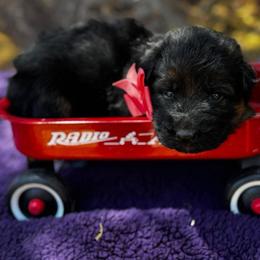 BB litter purple collar - Black male German Shepherd puppy in Wickenburg, Arizona from Vom AshtonHaus German Shepherds