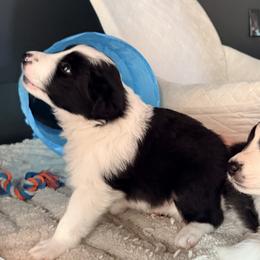 AKC CHAMPION BLOODLINE- Kylo Ren - Black and white male Border Collie puppy in Conroe, Texas from Aloha Border Collies- AKC Champion Bloodline