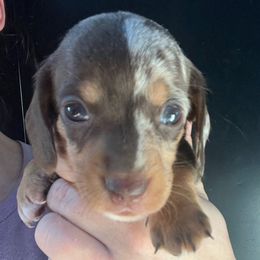 Neil Armstrong-Boy 3 - Dapple male Dachshund puppy in Bigfork, Minnesota from Dachshunds Up North
