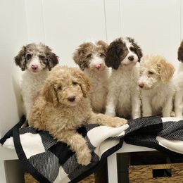 Labradoodles from Lucy’s Labradoodles
