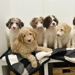 Labradoodles from Lucy’s Labradoodles