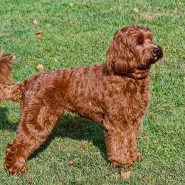 Riley - Australian Labradoodle