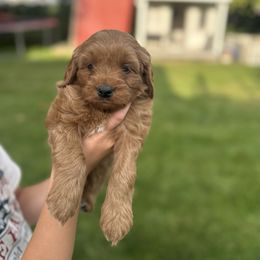 Go-Go - Red female Assorted Doodle Crosses puppy in Smithfield, Utah from Golden Palms Puppies