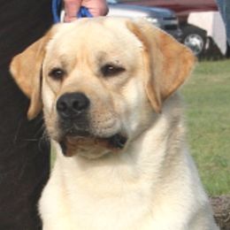 Patriot - Labrador Retriever