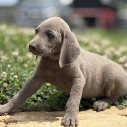 Silver male - Silver gray male Weimaraner puppy in Lancaster, Kentucky from Heavy Hollow Farm