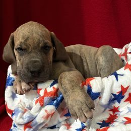 Red Collar Blue Brindle Male - Gandolph - Blue brindle male Great Dane puppy in Gainesville, Georgia from DeBruce Danes