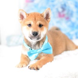 Hefley -FULL REGISTRATION INCLUDED- - Sesame male Shiba Inu puppy in Neosho, Missouri from Kenny Cave K9s