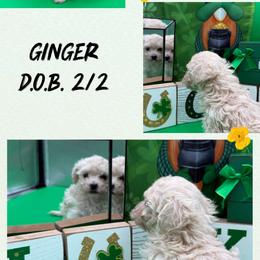 Ginger - Cream female Maltipoo puppy in Wayland, New York from Loris Pampered Pooches💕
