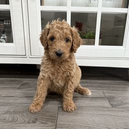 Brown - Apricot male Goldendoodle puppy in Bakersfield, California from Lavish Doodles