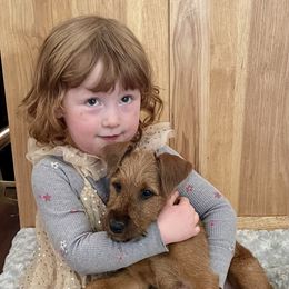 Irish Terrier and Scottish Terrier Puppies from Avonlea Terriers