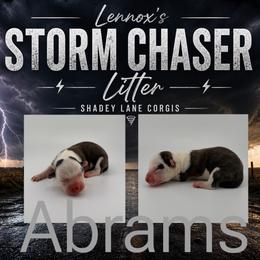 Abrams - Brindle and white female Cardigan Welsh Corgi puppy in Bland, Missouri from Shadey Lane Corgis