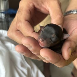 Sophia - Black and tan female Yorkshire Terrier puppy in Haines City, Florida from MF_Yorkies