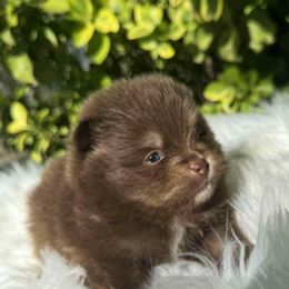 Chewy - Chocolate sable male Pomeranian puppy in Sandia, Texas from Broken Arrow Poms