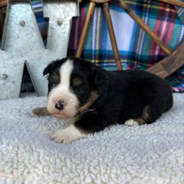 Harvest - Black tri male Miniature Australian Shepherd puppy in Checotah, Oklahoma from Wild Outlaw Aussies