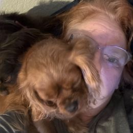 Sparrow - Cavalier King Charles Spaniel