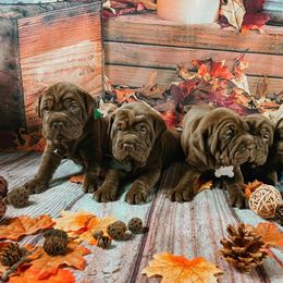 Chinese Shar-Pei and Companion Cross Puppies from Mini Hippo Land