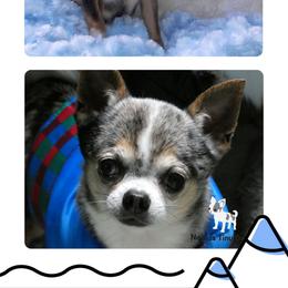 Gonzo - Chihuahua