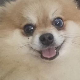 Angus - Pomeranian