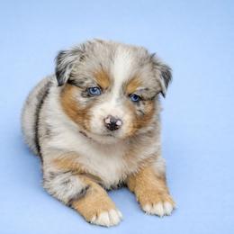Tsireya - Blue merle female Miniature Australian Shepherd puppy in Orrtanna, Pennsylvania from Mountain Top Shepherd's