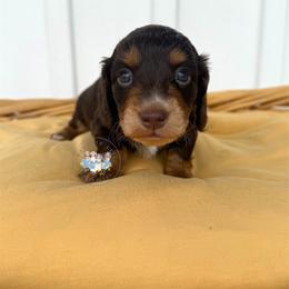 Snickers - Chocolate and tan male Dachshund puppy in Cave City, Kentucky from Mammoth Cave Dachshunds