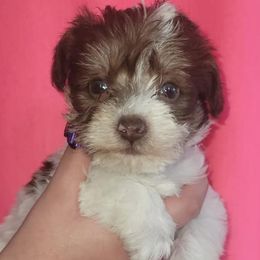 Havanese, Miniature Schnauzers, Poodles, and Schnoodles from Mashburns Little Munchkins