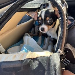 Chihuahua Puppies from Chihuahua Mama