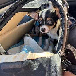 Chihuahua Puppies from Chihuahua Mama