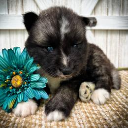 Jet - Agouti and white male Siberian Husky puppy in Union Grove, Alabama from Southern Siberian Life