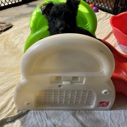 Scottish Terrier Puppies from Moo's Scotties