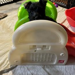 Scottish Terrier Puppies from Moo's Scotties